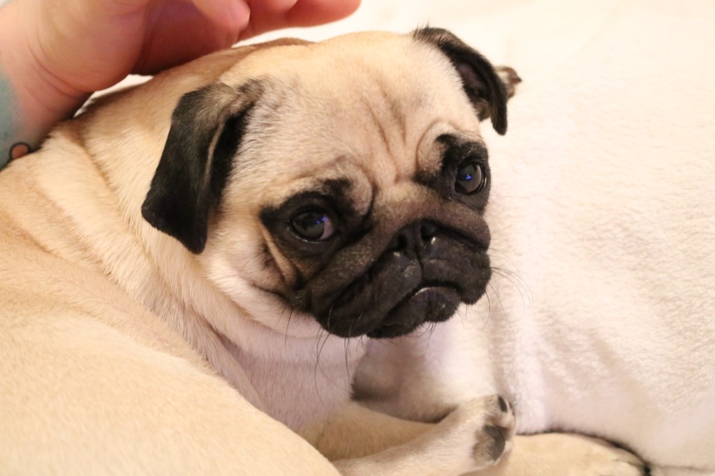 Budeme si pořizovat&nbsp;psa?